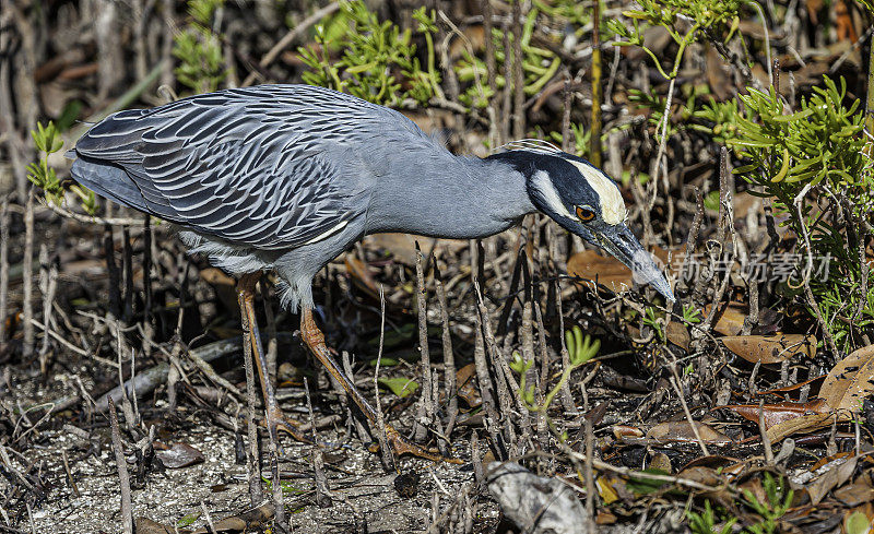 黄冠夜鹭，紫锥菊;Nycticorax violacea;丁达林国家野生动物保护区，萨尼贝尔岛，佛罗里达州